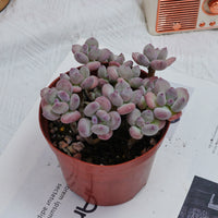 4'' Pachyphytum Oviferum Mikadukibijin, Rare Live Succulent Plants