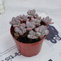 4'' Pachyphytum Oviferum Mikadukibijin, Rare Live Succulent Plants