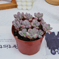 4'' Pachyphytum Oviferum Mikadukibijin, Rare Live Succulent Plants