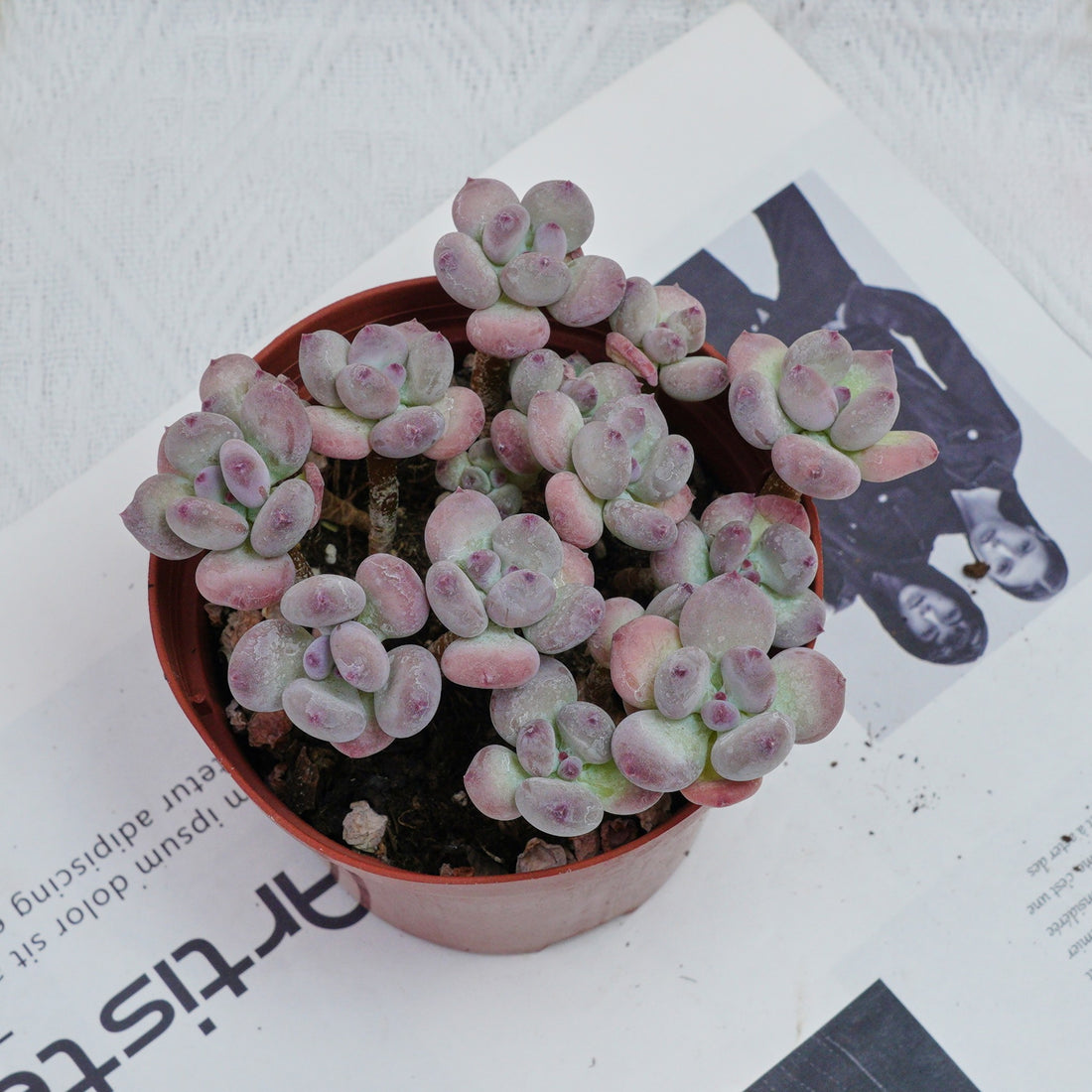 4'' Pachyphytum Oviferum Mikadukibijin, Rare Live Succulent Plants
