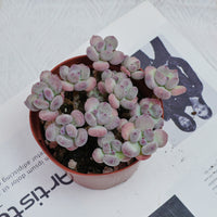 4'' Pachyphytum Oviferum Mikadukibijin, Rare Live Succulent Plants