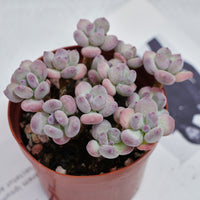 4'' Pachyphytum Oviferum Mikadukibijin, Rare Live Succulent Plants