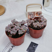 4'' Pachyphytum Oviferum Mikadukibijin, Rare Live Succulent Plants