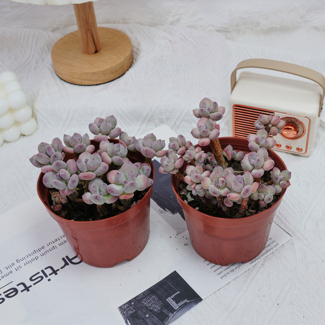 4'' Pachyphytum Oviferum Mikadukibijin, Rare Live Succulent Plants