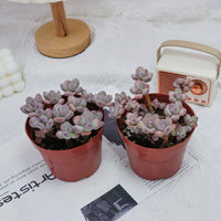 4'' Pachyphytum Oviferum Mikadukibijin, Rare Live Succulent Plants