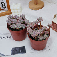 4'' Pachyphytum Oviferum Mikadukibijin, Rare Live Succulent Plants