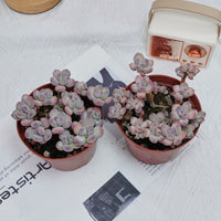 4'' Pachyphytum Oviferum Mikadukibijin, Rare Live Succulent Plants