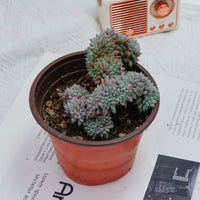 4'' Echeveria Setosa Crested, Rare Live Succulent Plants
