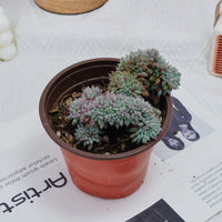 4'' Echeveria Setosa Crested, Rare Live Succulent Plants