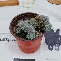 4'' Echeveria Setosa Crested, Rare Live Succulent Plants