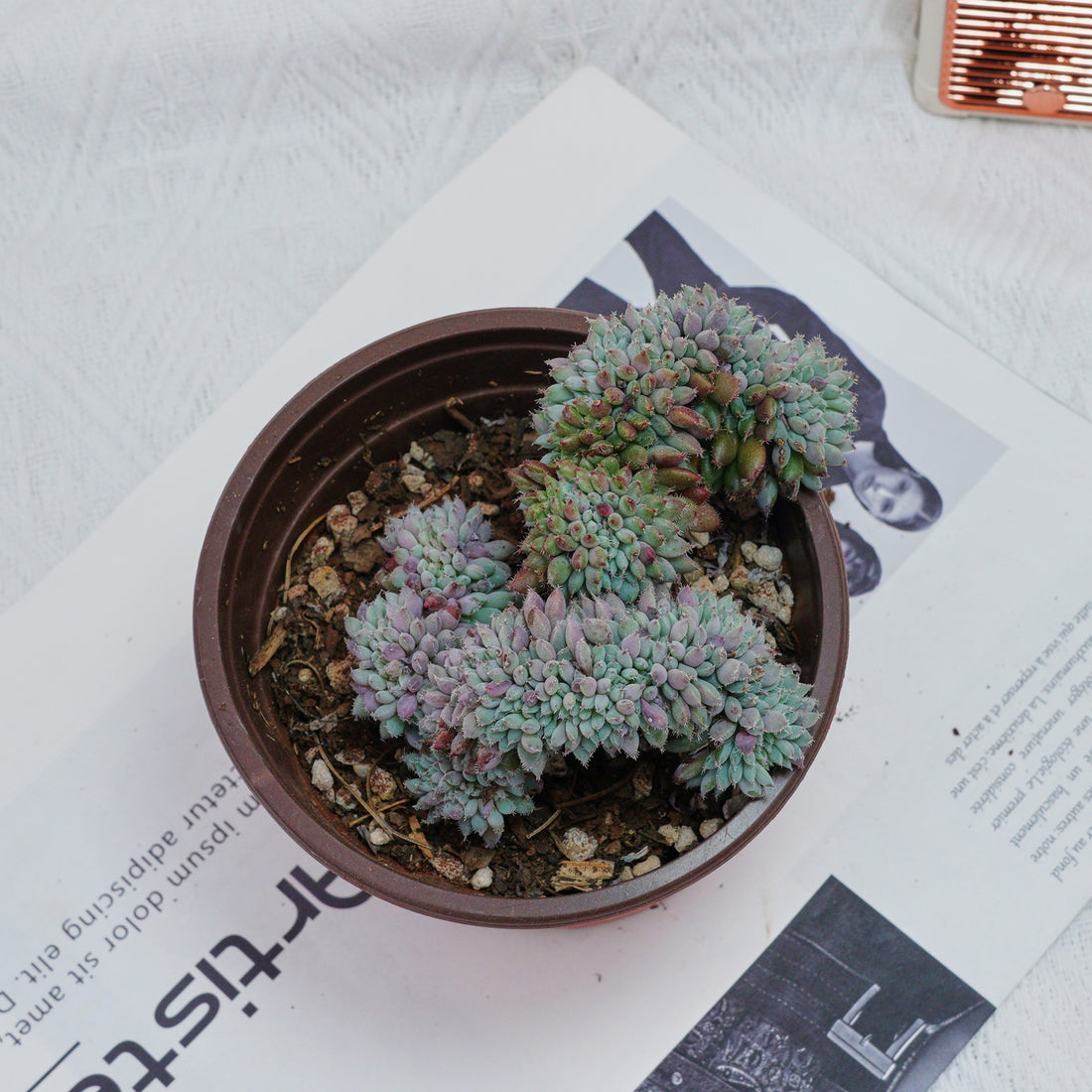 4'' Echeveria Setosa Crested, Rare Live Succulent Plants