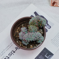 4'' Echeveria Setosa Crested, Rare Live Succulent Plants