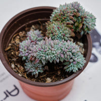 4'' Echeveria Setosa Crested, Rare Live Succulent Plants