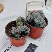4'' Echeveria Setosa Crested, Rare Live Succulent Plants