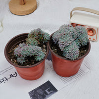 4'' Echeveria Setosa Crested, Rare Live Succulent Plants