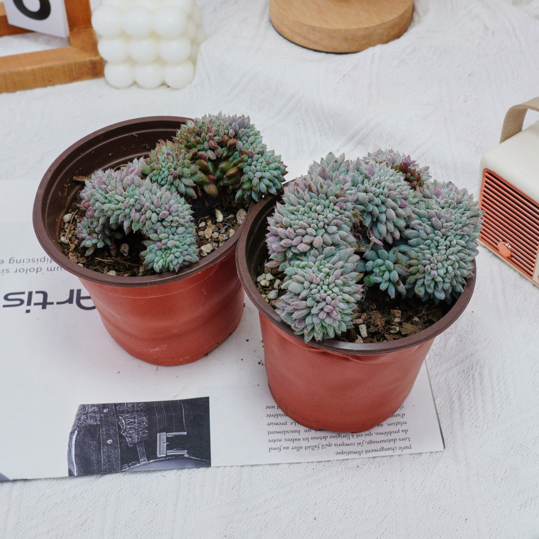 4'' Echeveria Setosa Crested, Rare Live Succulent Plants