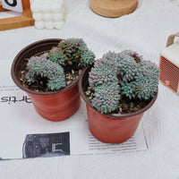4'' Echeveria Setosa Crested, Rare Live Succulent Plants
