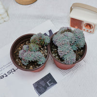 4'' Echeveria Setosa Crested, Rare Live Succulent Plants