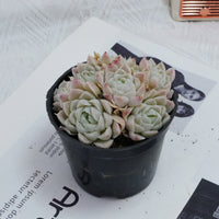 4'' Echeveria Elegans Alba, Rare Live Succulent Plants