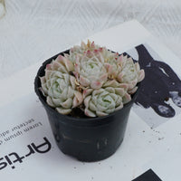 4'' Echeveria Elegans Alba, Rare Live Succulent Plants