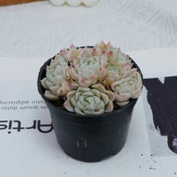 4'' Echeveria Elegans Alba, Rare Live Succulent Plants
