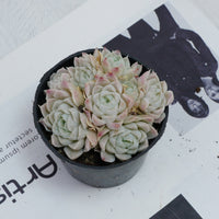 4'' Echeveria Elegans Alba, Rare Live Succulent Plants