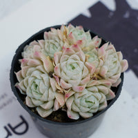 4'' Echeveria Elegans Alba, Rare Live Succulent Plants