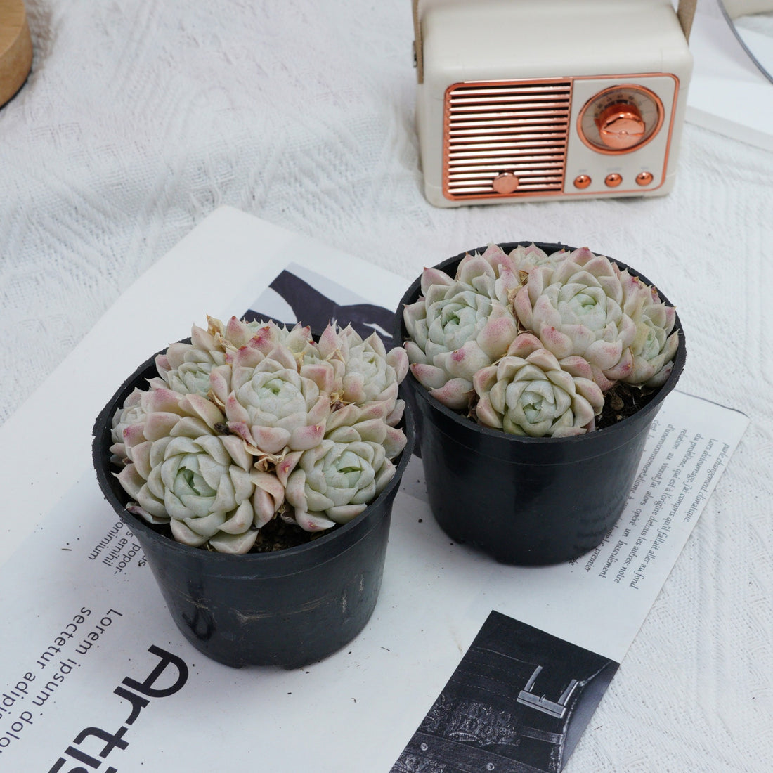 4'' Echeveria Elegans Alba, Rare Live Succulent Plants