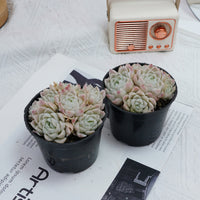 4'' Echeveria Elegans Alba, Rare Live Succulent Plants