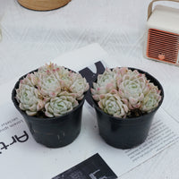 4'' Echeveria Elegans Alba, Rare Live Succulent Plants