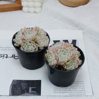 4'' Echeveria Elegans Alba, Rare Live Succulent Plants