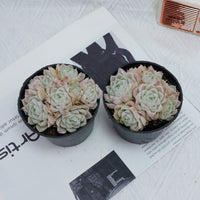 4'' Echeveria Elegans Alba, Rare Live Succulent Plants
