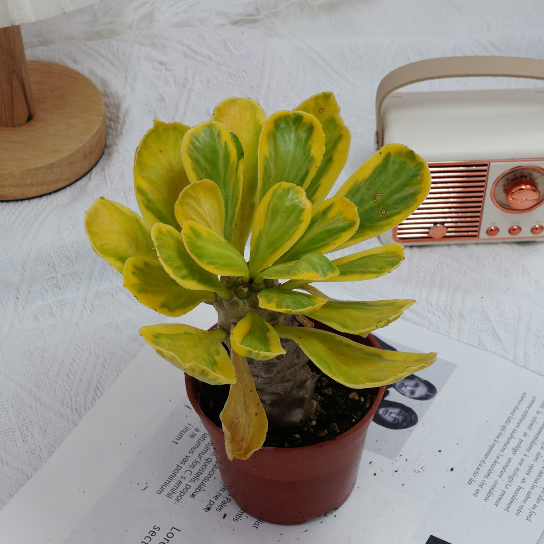 4'' Eephorbia Poissonii Variegated, Rare Live Succulent Plants