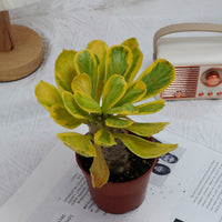 4'' Eephorbia Poissonii Variegated, Rare Live Succulent Plants