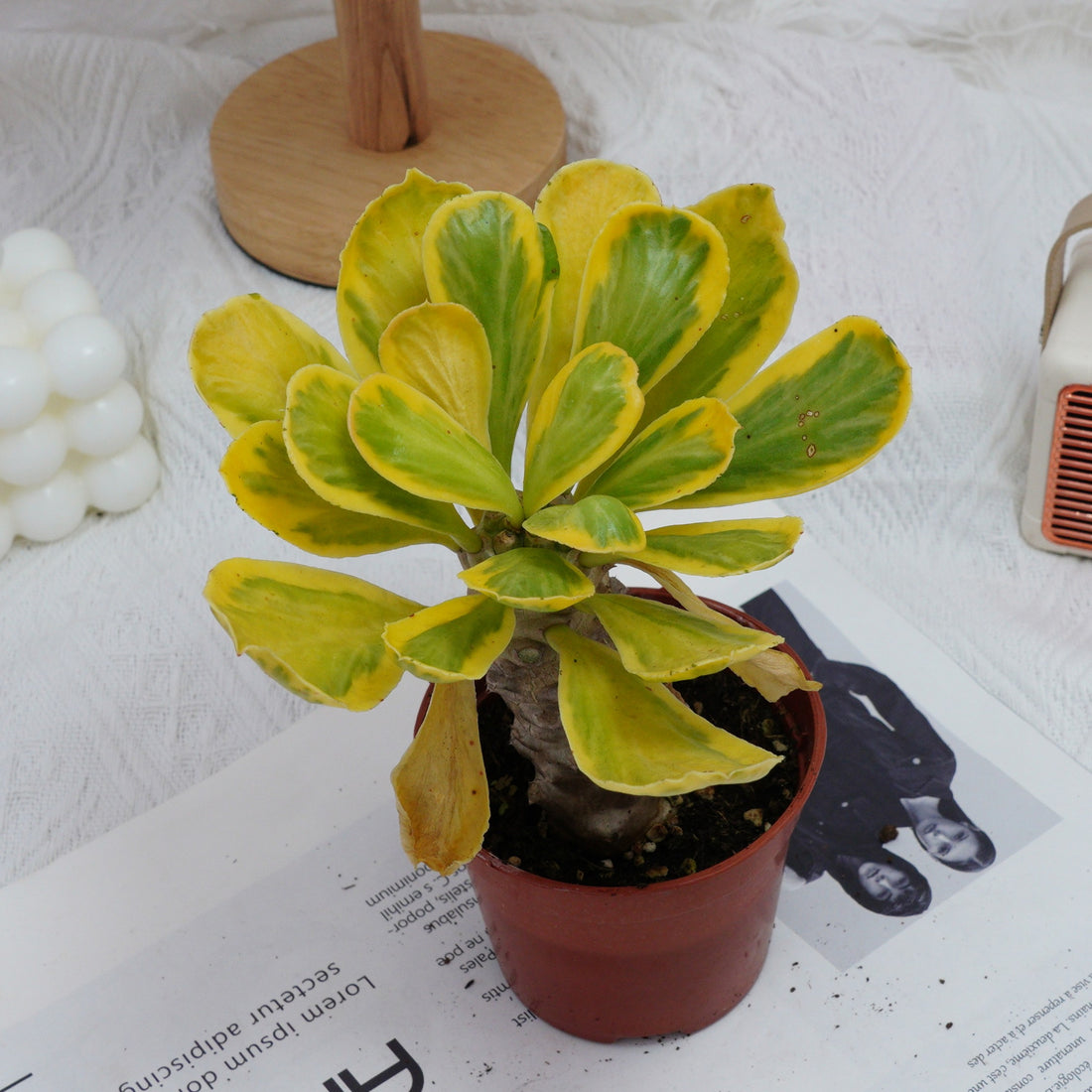 4'' Eephorbia Poissonii Variegated, Rare Live Succulent Plants
