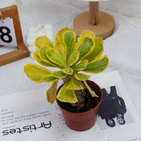 4'' Eephorbia Poissonii Variegated, Rare Live Succulent Plants