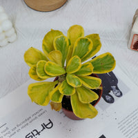 4'' Eephorbia Poissonii Variegated, Rare Live Succulent Plants