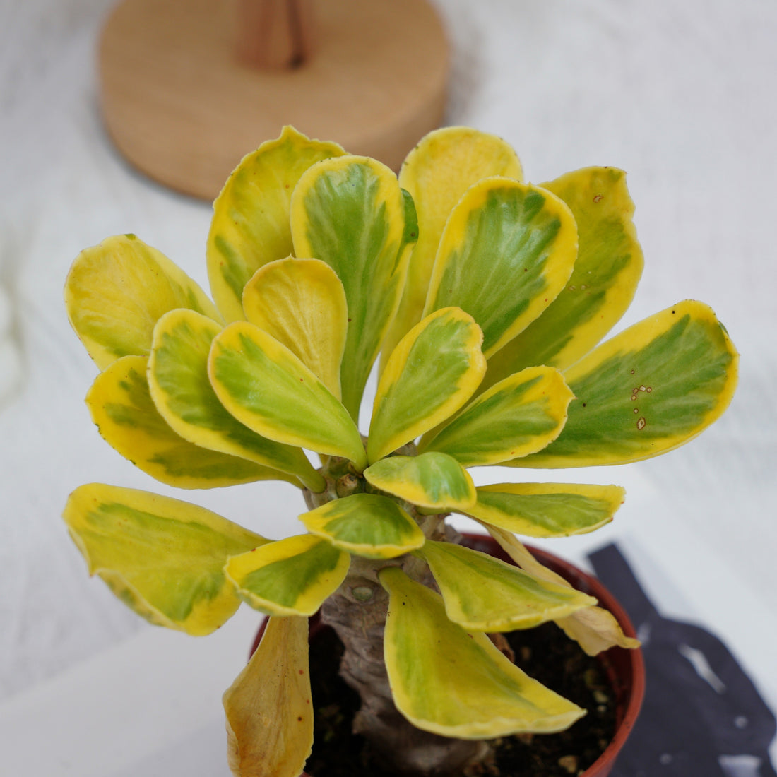 4'' Eephorbia Poissonii Variegated, Rare Live Succulent Plants