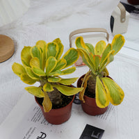 4'' Eephorbia Poissonii Variegated, Rare Live Succulent Plants