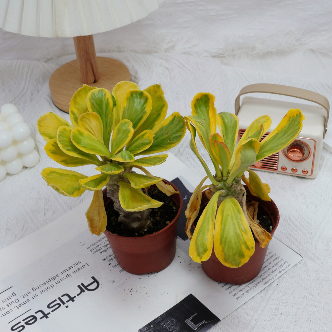 4'' Eephorbia Poissonii Variegated, Rare Live Succulent Plants