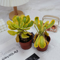 4'' Eephorbia Poissonii Variegated, Rare Live Succulent Plants