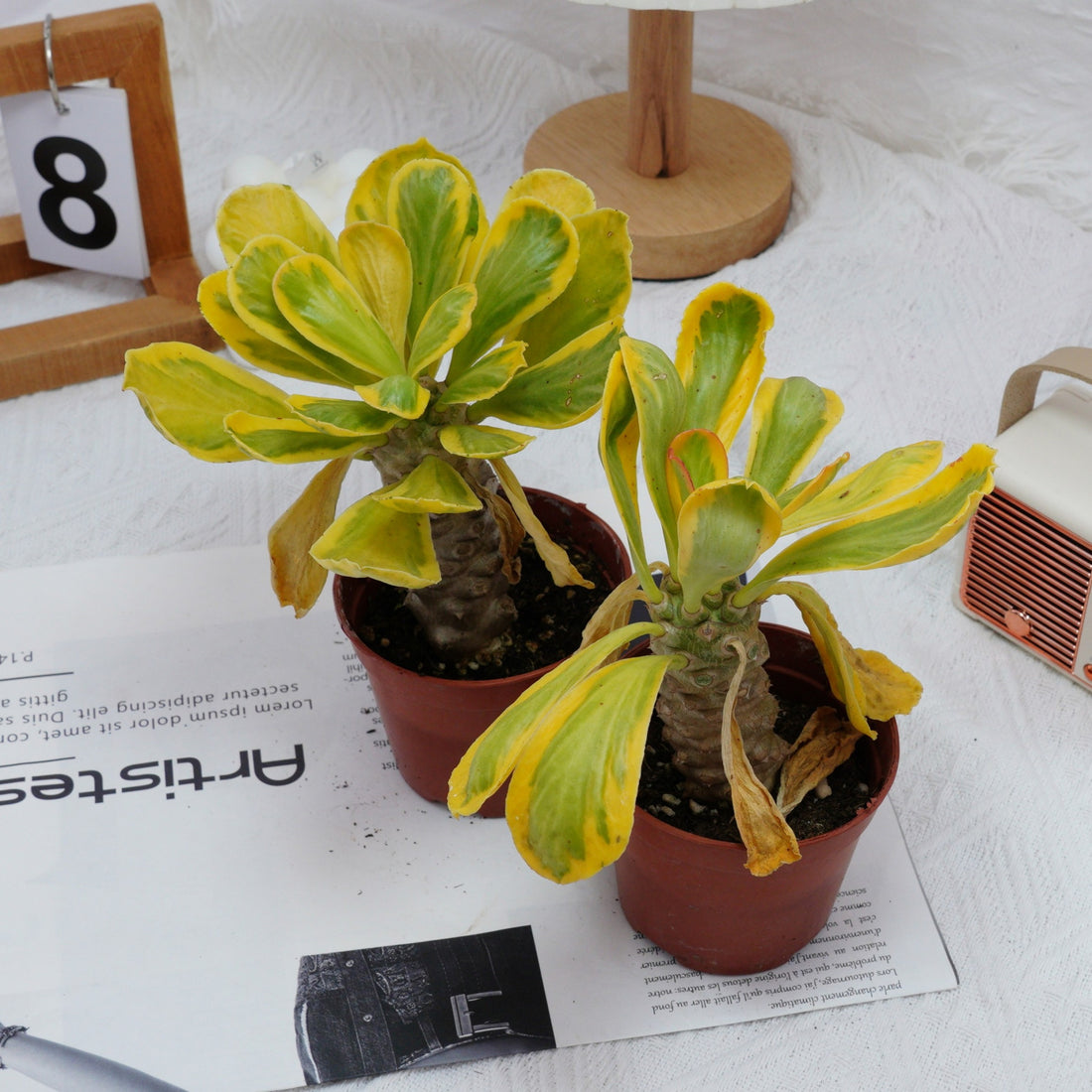 4'' Eephorbia Poissonii Variegated, Rare Live Succulent Plants