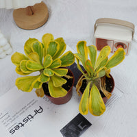 4'' Eephorbia Poissonii Variegated, Rare Live Succulent Plants