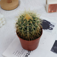 4'' Echinocactus Grusonii Hildm, Rare Live Succulent Plants