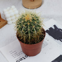 4'' Echinocactus Grusonii Hildm, Rare Live Succulent Plants