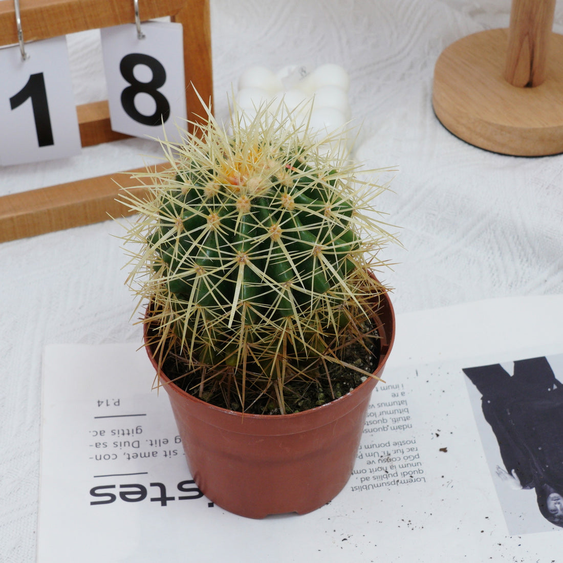 4'' Echinocactus Grusonii Hildm, Rare Live Succulent Plants