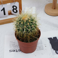 4'' Echinocactus Grusonii Hildm, Rare Live Succulent Plants