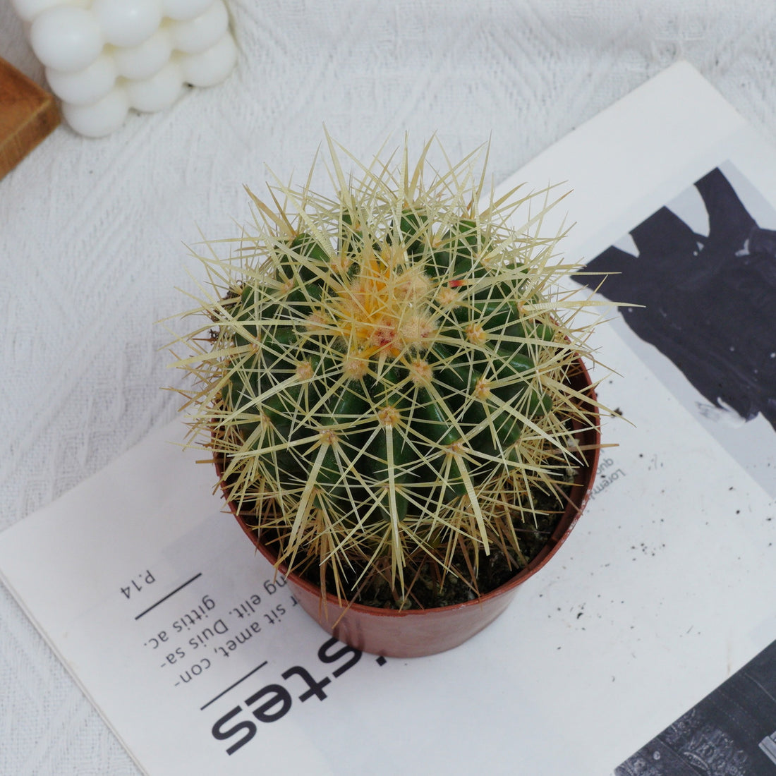 4'' Echinocactus Grusonii Hildm, Rare Live Succulent Plants