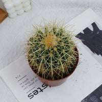 4'' Echinocactus Grusonii Hildm, Rare Live Succulent Plants
