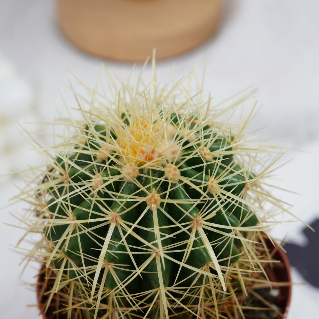 4'' Echinocactus Grusonii Hildm, Rare Live Succulent Plants